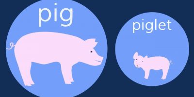 The Baby Animals Song