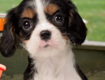 Cute Puppies Sing Twinkle Twinkle Little Star