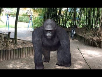 Kids and monkey, Johny Johny Yes Papa #24